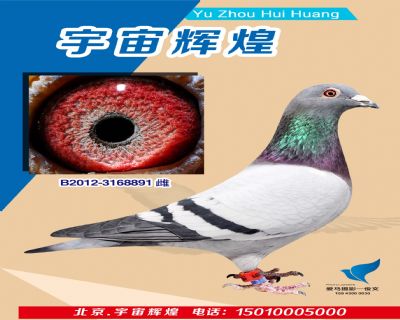 【蓋比原舍】白腹號近血孫