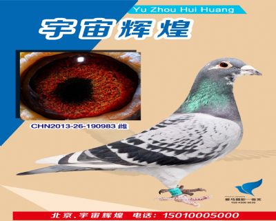 【西安探索者】三關鴿王94名
