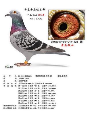 丹东鑫鼎八关鸽王189名