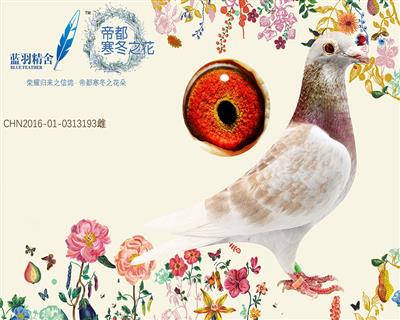 红狐193