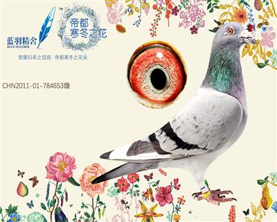 桑杰士653