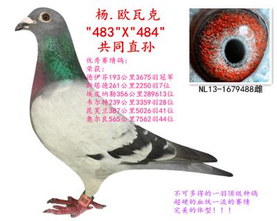 楊歐瓦克“484”“483”直孫