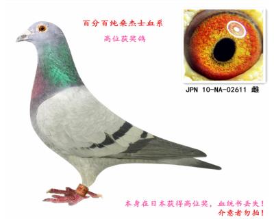 純桑杰士