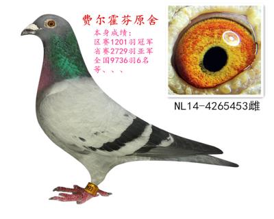 中長距離霸主高位成績鴿