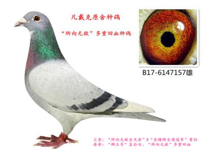 所向無敵多重回血種鴿