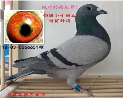 奶酪小子回血種鴿