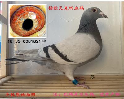 楊歐瓦克“484”“483”回血鴿