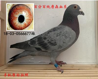 純詹森血系種鴿