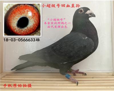 黑俠客
