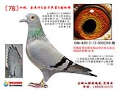 自身火車頭幼鴿大獎賽56名