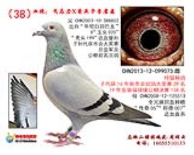 子代獲得市會大獎賽29名,公棚158名