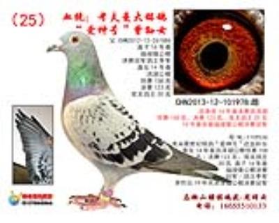 19年津福冠軍姑姑,本身獲得14年公棚雙關鴿王20名