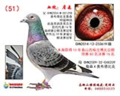自身獲得公棚決賽16名