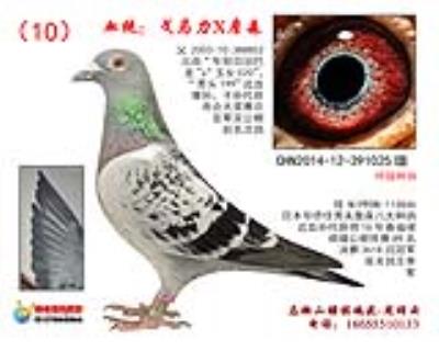父子孫代獲得市會大獎賽總亞軍及公棚前名次鴿