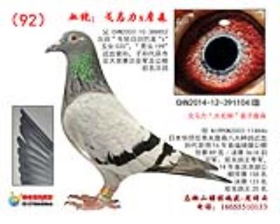 父子孫代獲市會大獎賽總亞軍及前名次鴿