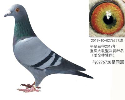 清棚1