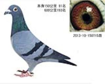 清棚4