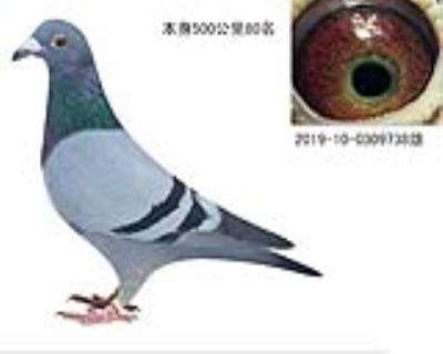 清棚7