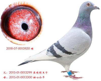 吉諾飛戈