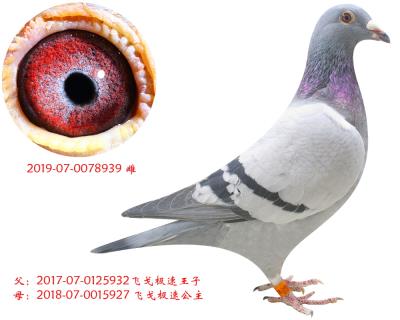 兄妹近親飛戈