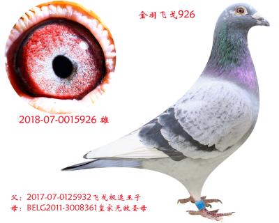 金羽飛戈926