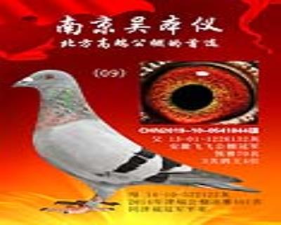 父親安徽飛飛公棚冠軍