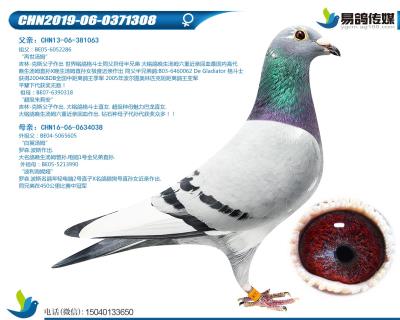吉林克斯-格斗佳人308
