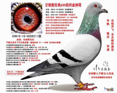 甘纳斯经典699的回血种鸽
