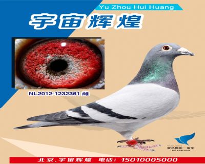 卡普原舍【芝加哥】近血361
