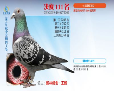 威力慧能决赛111名