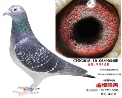 吳淞李鳥種鴿1