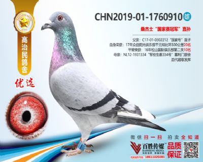 “国家赛冠军”直孙 1760910