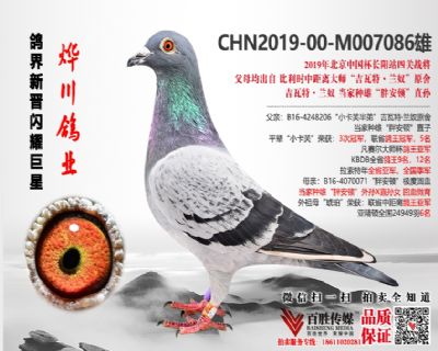 长阳国际战鸽 兰奴当家种雄“胖安顿”直孙 -M007086