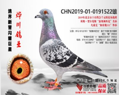 丰台千元特比环战将 “新奥林匹克”直孙 0191522