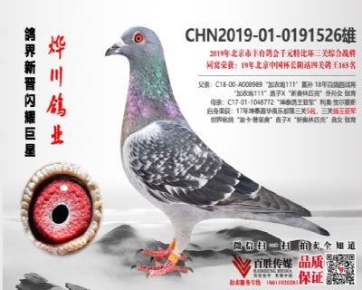 丰台千元特比环战将 同窝长阳四关鸽王165名 0191526