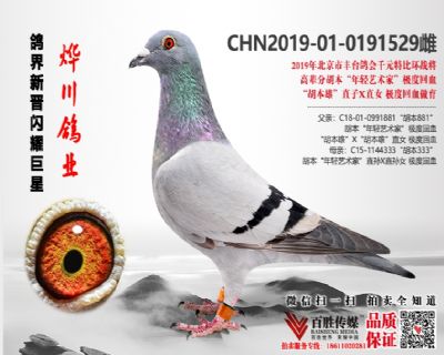 丰台千元特比环战将 胡本“年轻艺术家”回血 0191529