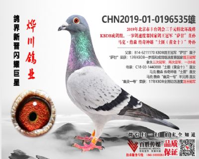 丰台三千元特比环战将 马克·詹森“土匪”孙 0196535