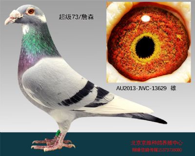977034 "超级73×詹森"-13629 展厅:北京京维种鸽养殖中心 ￥0元