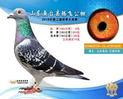 2019鱼台腾飞8