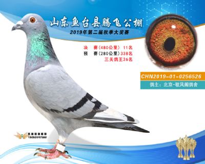 2019鱼台腾飞11