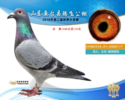 2019鱼台腾飞34