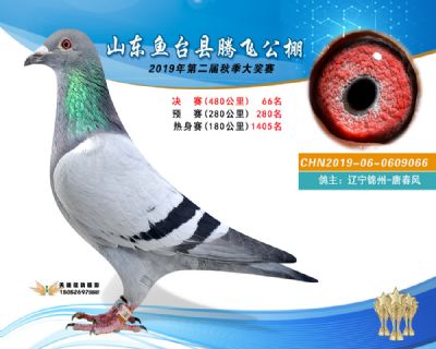 2019鱼台腾飞66