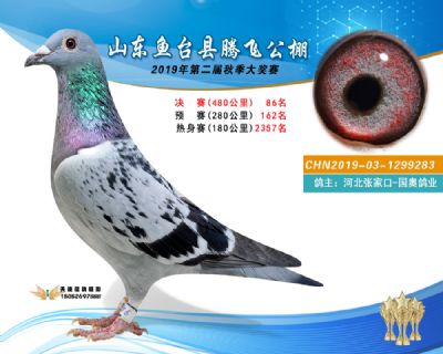 2019鱼台腾飞86