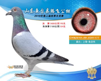 2019鱼台腾飞95