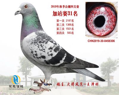 威力慧能加站赛31名