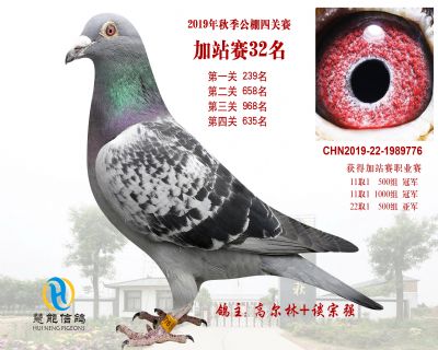 威力慧能加站赛32名