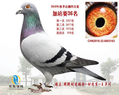 威力慧能加站赛36名
