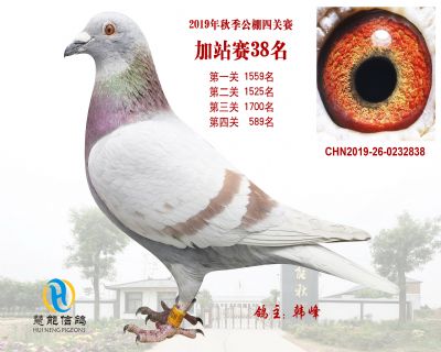 威力慧能加站赛38名