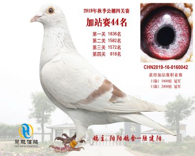 威力慧能加站赛44名