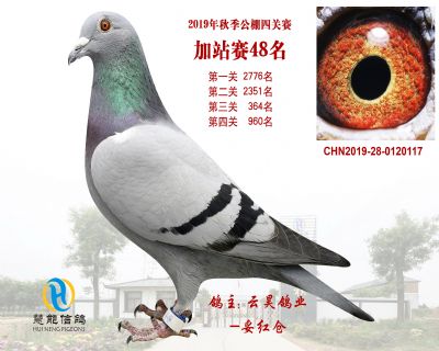 威力慧能加站赛48名